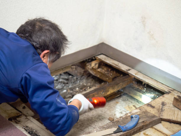 Best Toxic Mold Removal  in Roswell, GA