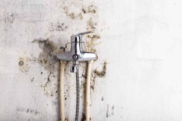 Best Mold Remediation  in Roswell, GA