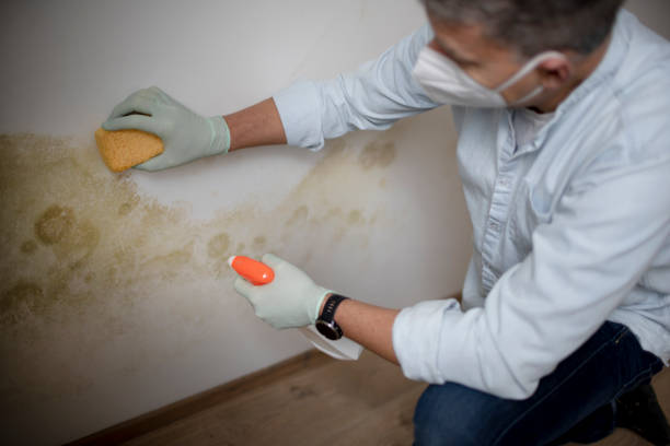 Best Mold Cleaning Services  in Roswell, GA