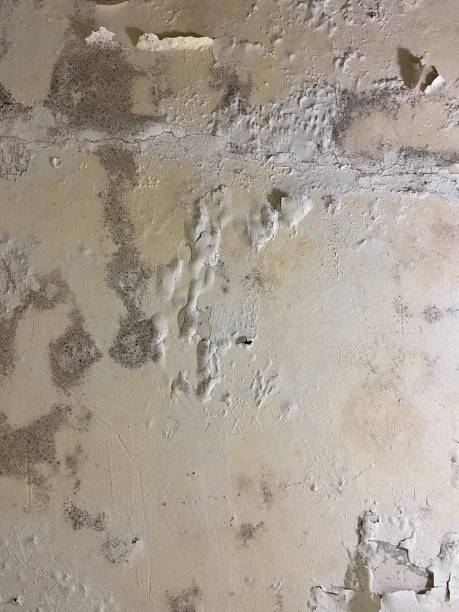 Best Affordable Mold Removal  in Roswell, GA