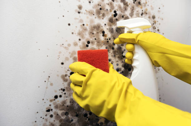 Best Professional Mold Removal  in Roswell, GA