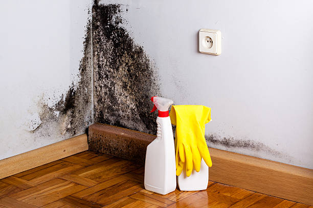 Home Mold Removal in Roswell, GA